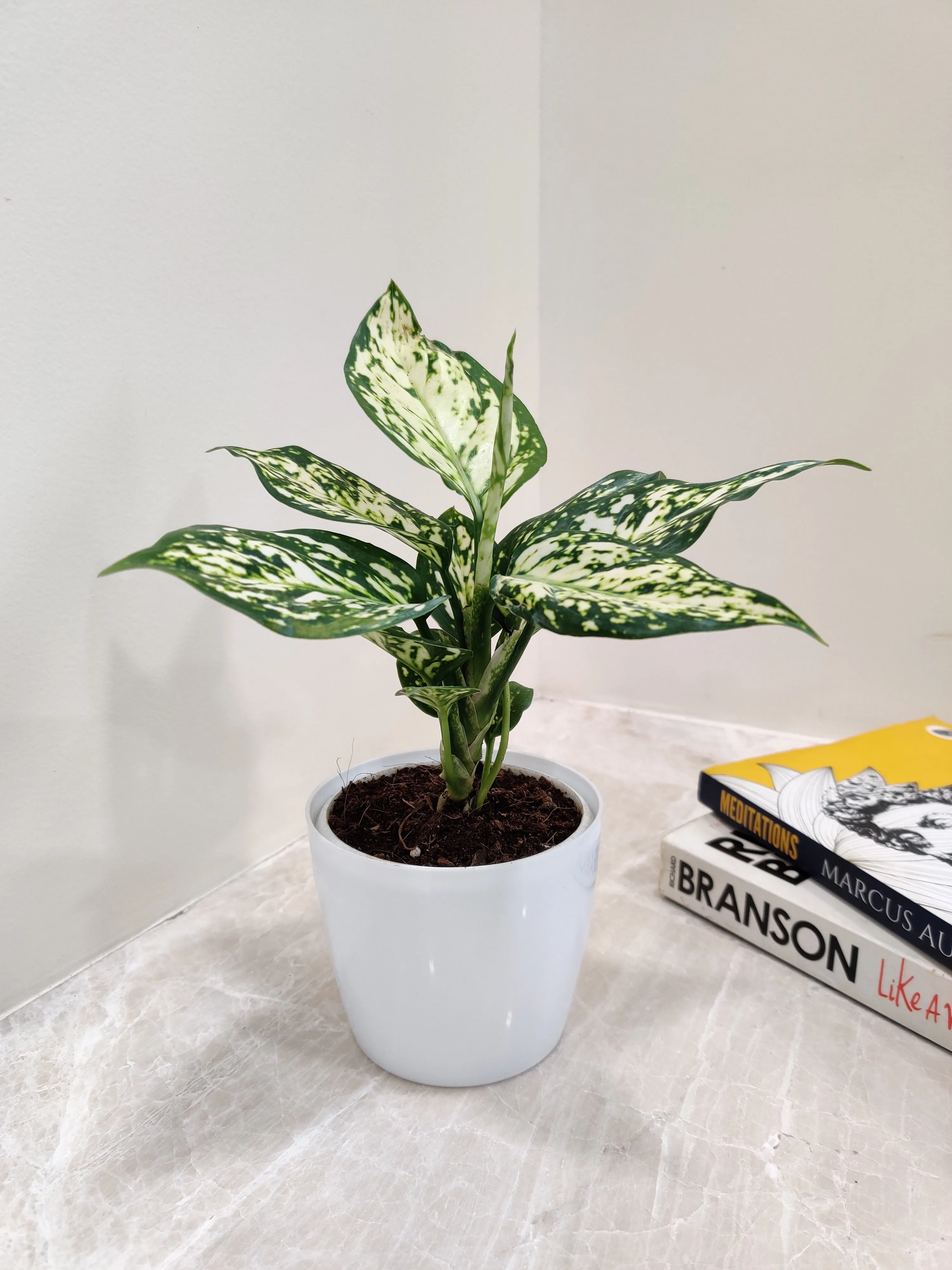Aglaonema White Anjuman Plant in Plastic Pot