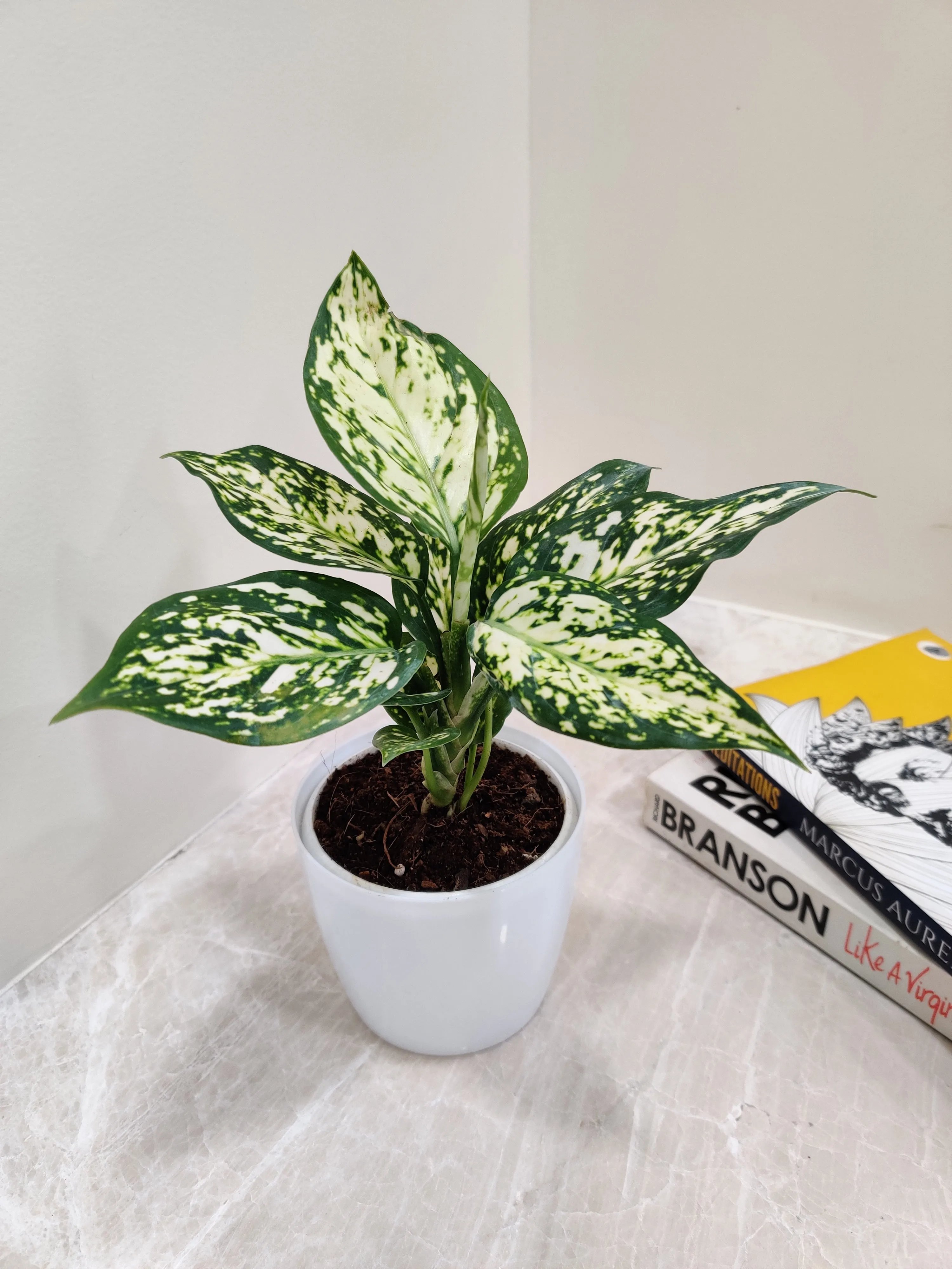 Aglaonema White Anjuman Plant in Plastic Pot