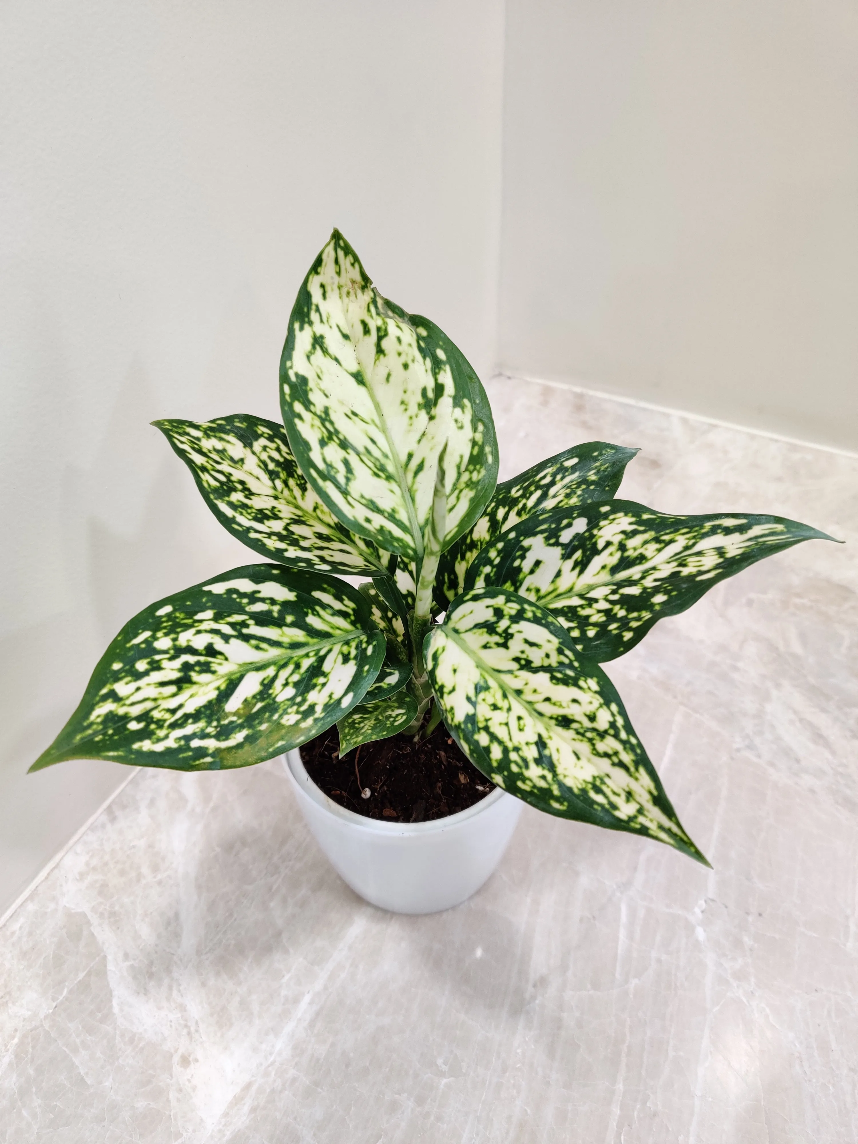 Aglaonema White Anjuman Plant in Plastic Pot